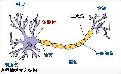 兰氏结