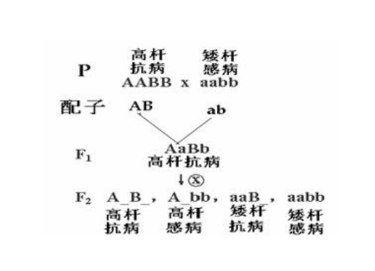 杂交育种