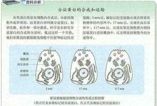 同位素标记法