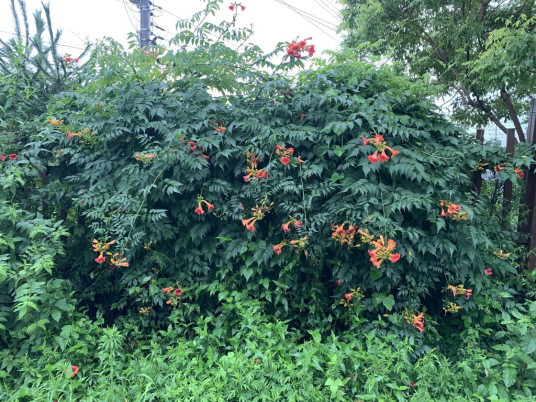 凌霄（紫葳科凌霄属的一种藤本植物）