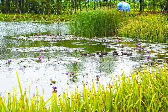 珠海华发水郡省级湿地公园