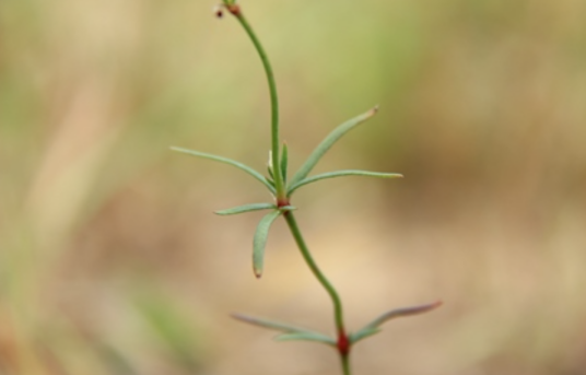 百花草