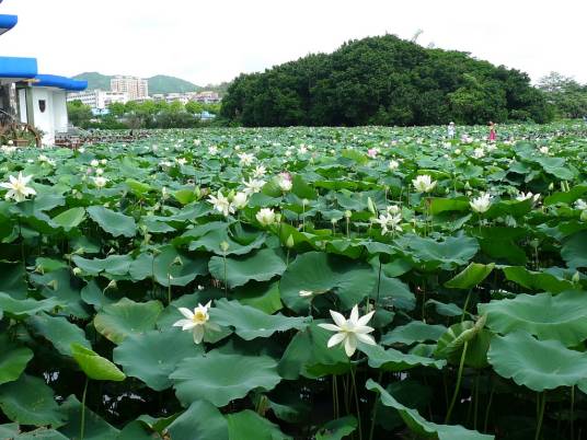 深圳市洪湖公园