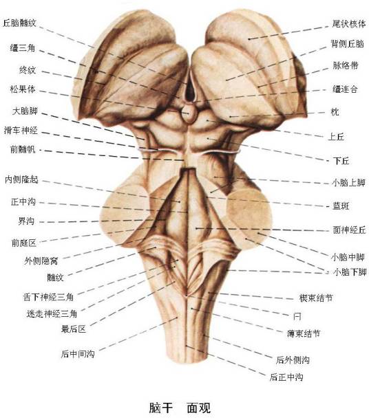 脑干