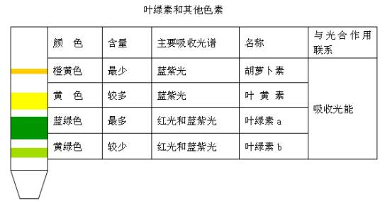 叶绿体色素