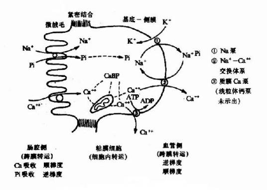 磷代谢