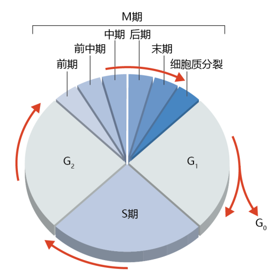 前期（生物学术语）