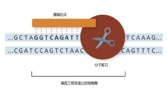 基因编辑
