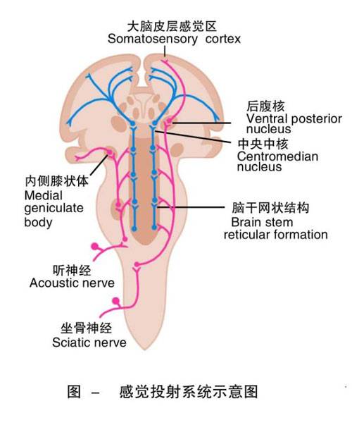 感觉中枢（躯体感觉的最高级中枢）