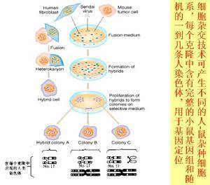 体细胞杂交