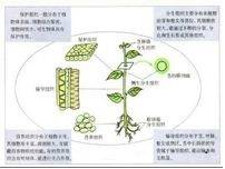 栅栏组织