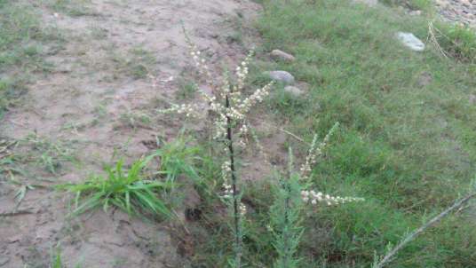 疏花水柏枝