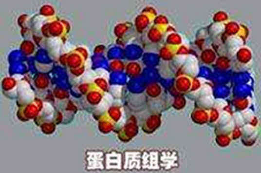 蛋白质组学