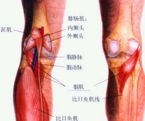 腘肌腱