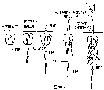 胚根鞘