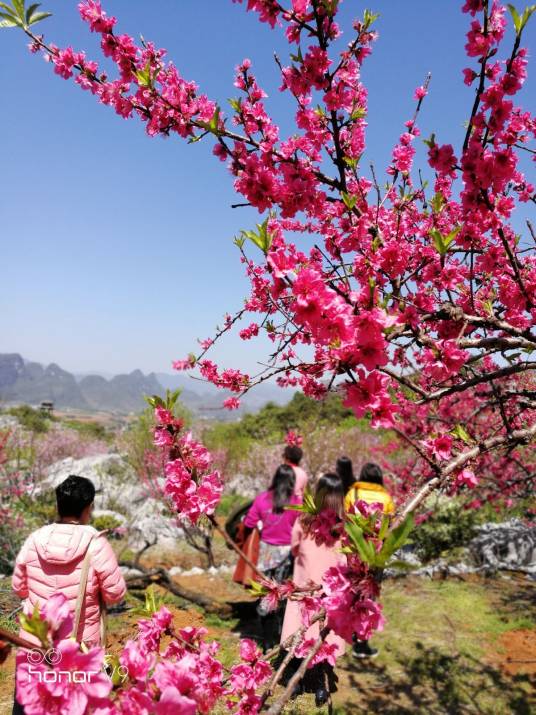 桂林恭城桃花节