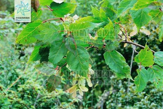 中国植物图谱数据库