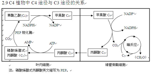 C4途径