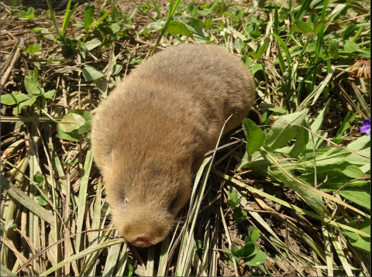 阿尔泰鼢鼠