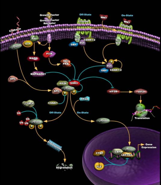 GSK-3β