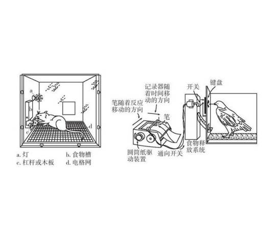 操作性条件反射