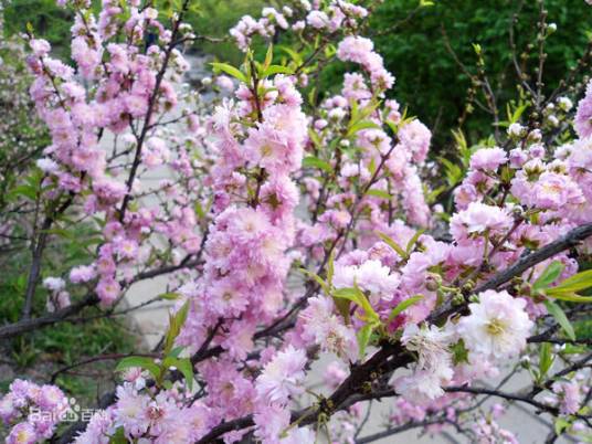 粉花重瓣麦李