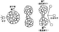 原子核模型（物理学名词）