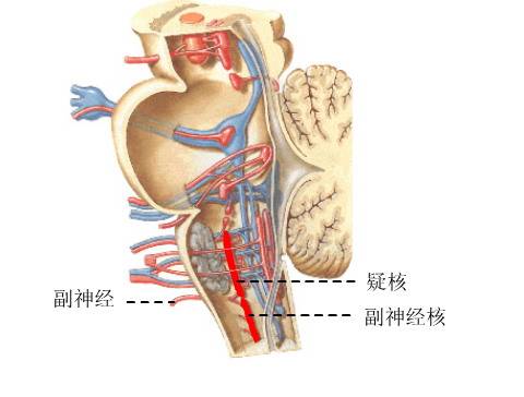 副神经