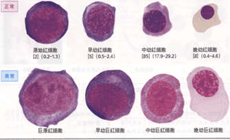 红细胞系统