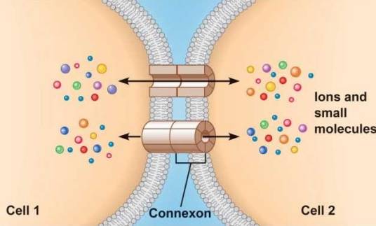 细胞间隙连接