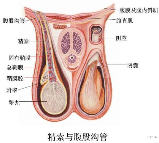 附睾结核