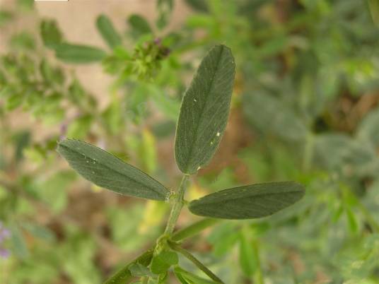 苜蓿（豆科苜蓿属植物）