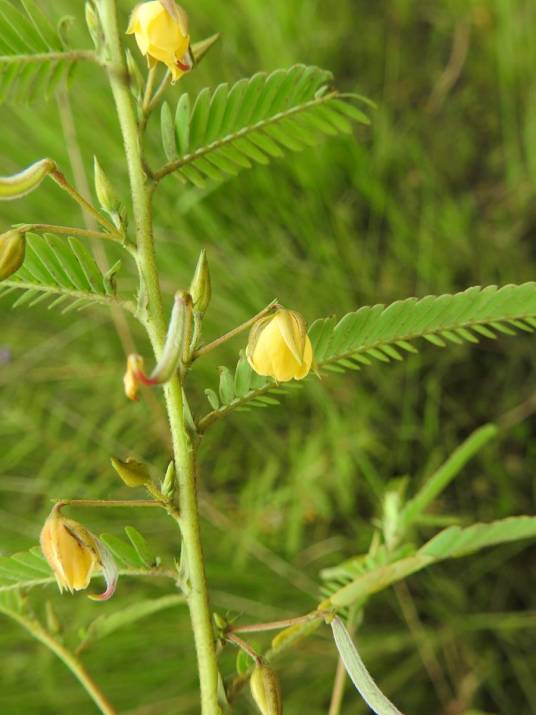 含羞草山扁豆