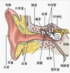 主观性耳鸣