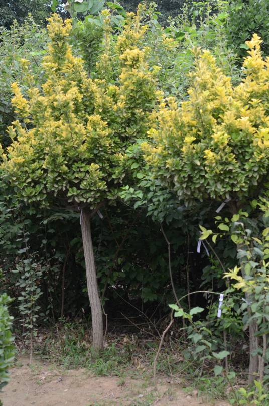 黄金甲（卫矛科植物‘黄金甲’）