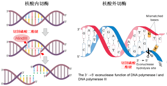 核酸外切酶