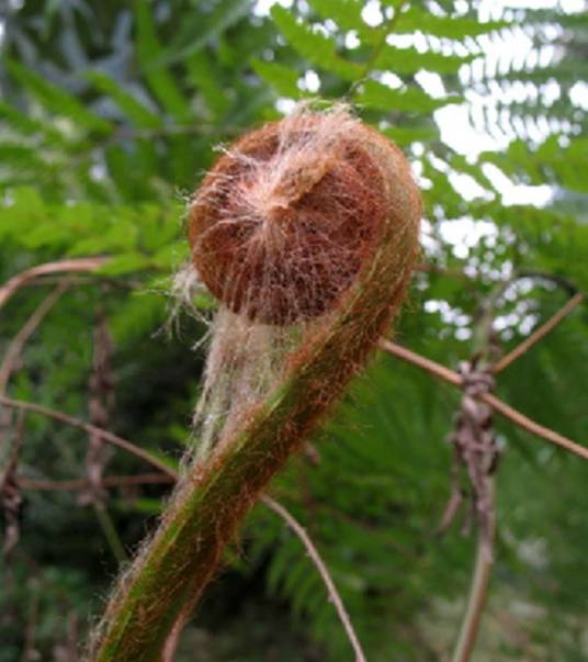 金毛狗（蚌壳蕨科金毛狗属植物）