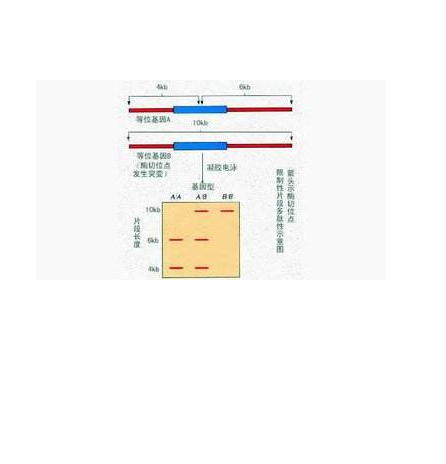 限制性片段长度多态性