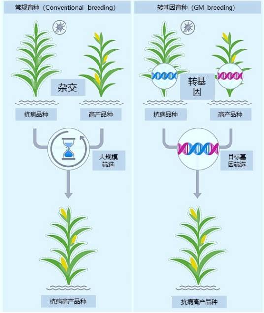 转基因育种