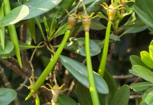 胎生植物