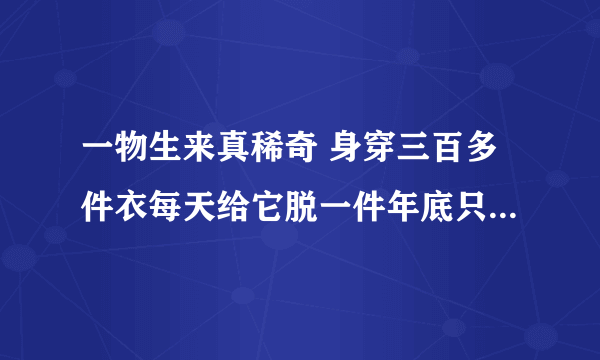 一物生来真稀奇 身穿三百多件衣每天给它脱一件年底只剩一张皮打一物它的谜底是什么