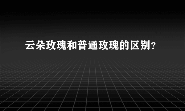 云朵玫瑰和普通玫瑰的区别？