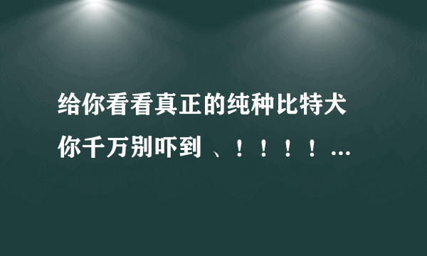 给你看看真正的纯种比特犬 你千万别吓到 、！！！！下面是图片