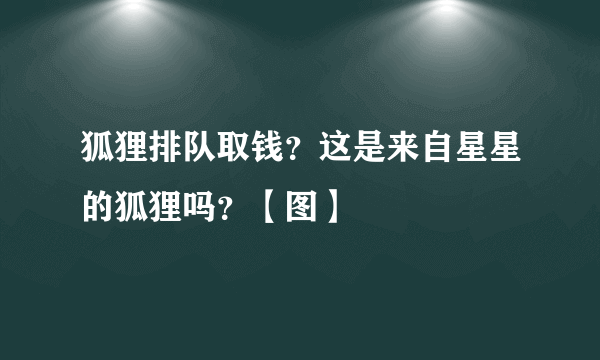 狐狸排队取钱？这是来自星星的狐狸吗？【图】