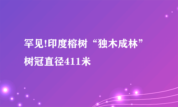 罕见!印度榕树“独木成林” 树冠直径411米