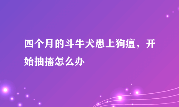 四个月的斗牛犬患上狗瘟，开始抽搐怎么办