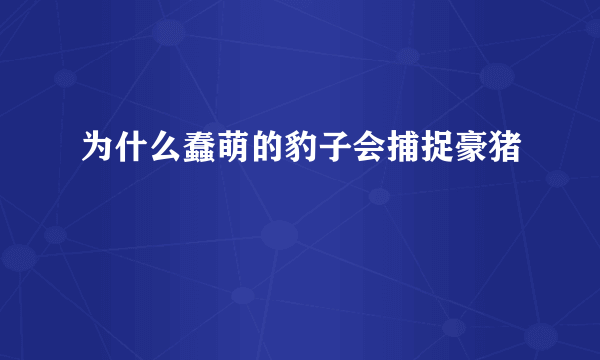 为什么蠢萌的豹子会捕捉豪猪