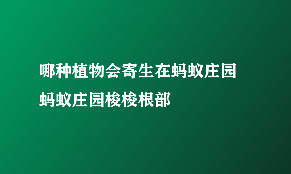 哪种植物会寄生在蚂蚁庄园 蚂蚁庄园梭梭根部