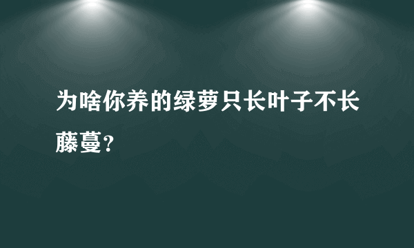 为啥你养的绿萝只长叶子不长藤蔓？