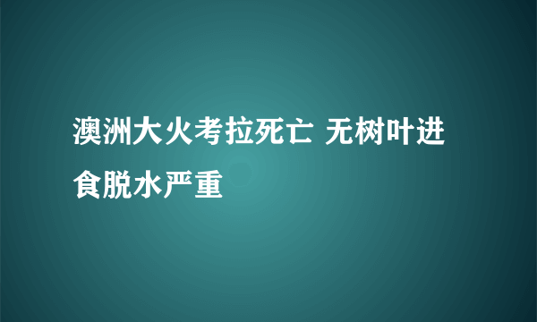 澳洲大火考拉死亡 无树叶进食脱水严重